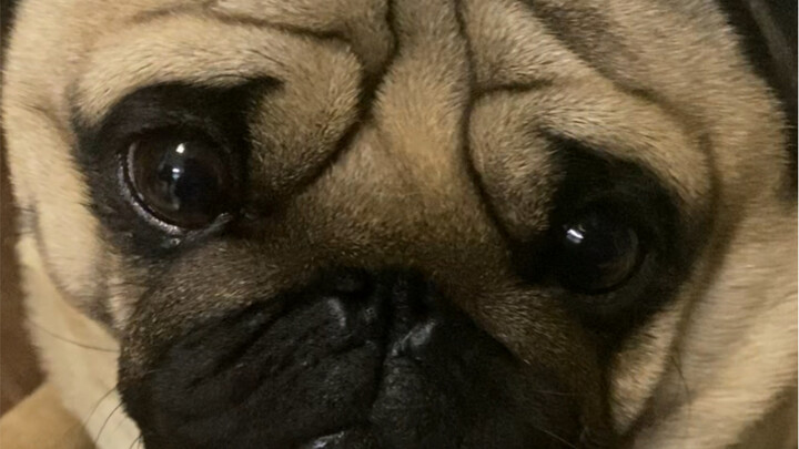 不可以拿食物开玩笑哦，不然你会得到一只心碎的修狗狗