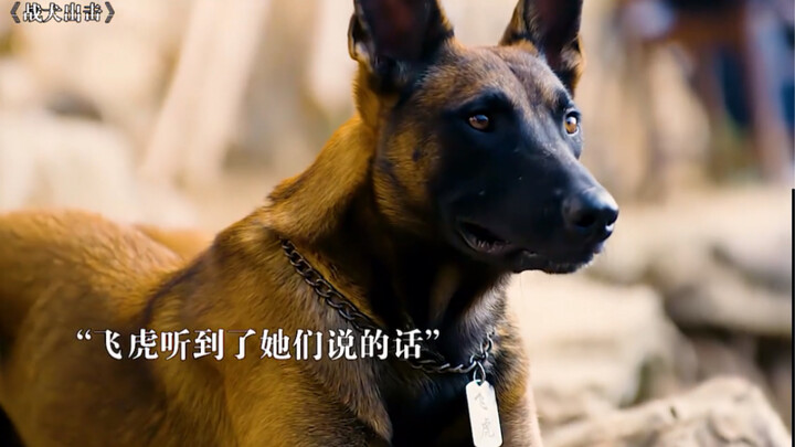 ทุกสิ่งล้วนมีจิตวิญญาณ สุนัขคือเพื่อนที่ดีที่สุดของมนุษย์