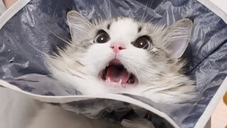 Giữa việc tức giận và việc hèn nhát, tôi đã chọn tức giận...