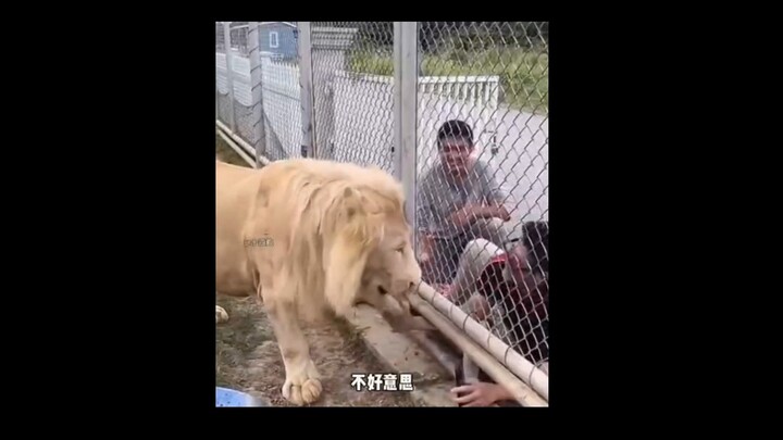 Những loài động vật này con nào cũng hiểu chuyện hơn con nào!