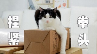 猫：铲屎官又剁手败家，我怎么养得起她啊？！【花花与三猫】