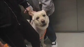 How humble dogs become when riding the elevator!