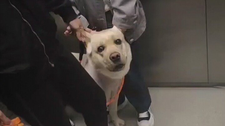 How humble dogs become when riding the elevator!