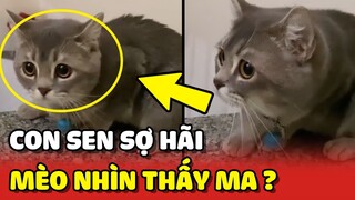 Cô gái HOẢNG HỐT với nghi vấn: Mèo có thể NHÌN THẤY MA ? 😳 | Yêu Lu