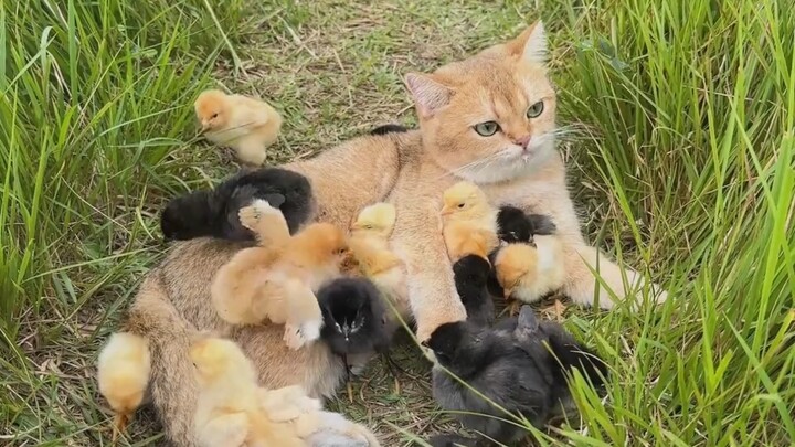 Anak ayam kehilangan induknya, lalu si kucing mengajaknya mencari makan di alam liar—sangat mengharu
