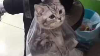 Ini tas kucing yang Anda inginkan