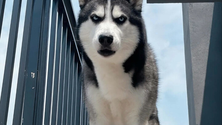 Husky: Sangat akrab, tapi tidak mengerti!