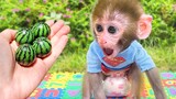 Bon Bon baby monkey harvests fruit in the garden and puppy go to a picnic to eat lunch