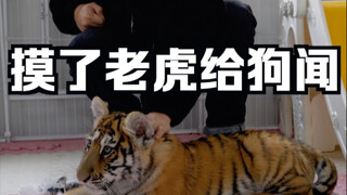 He touched the tiger and then let the dog sniff it. The dog thought: "Yikes, this is a powerhouse fr