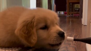 Golden retriever kecil itu sangat nakal