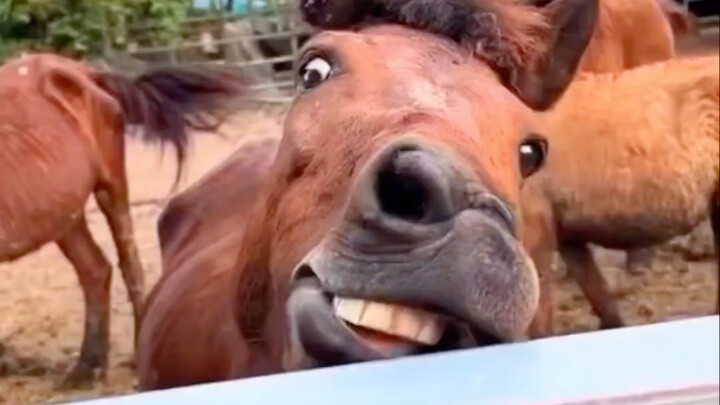 What do animals with Down syndrome look like?