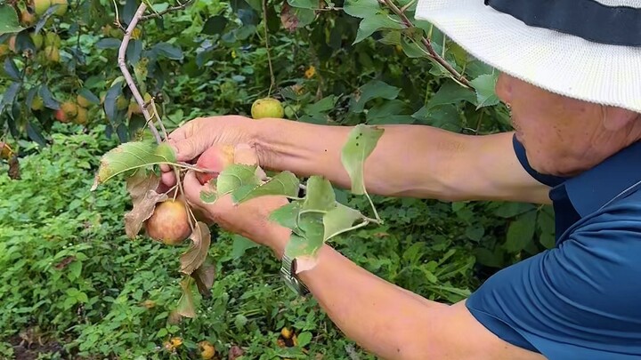 ميزة الزواج القريب هي أن العائلات الثلاث تقدم البضائع مجانًا، سعادة وتوفير في المال #مضحك #هواهوا وج