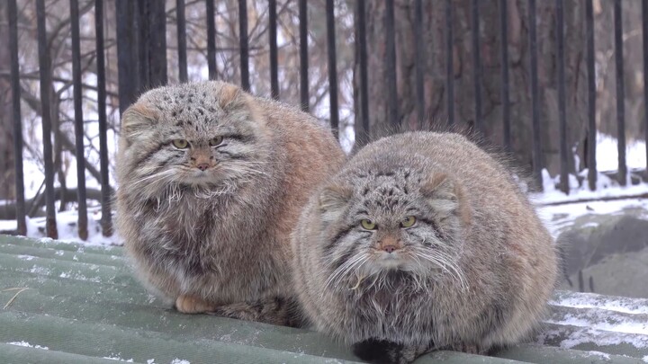 Fluffy Pallas's cat in the snow