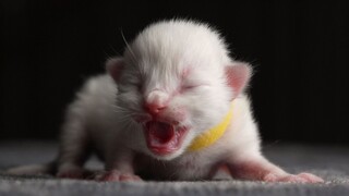 A Ragdoll Kitten Three Days, Now One Month And Start Eating Meat!