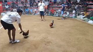 RMC Game Farm WPC Elims October 2025 Alimodian Iloilo