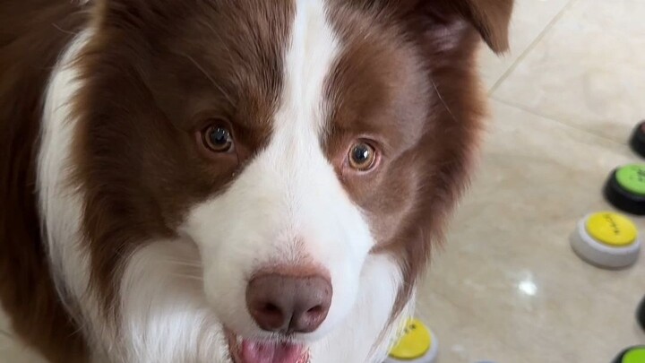 Border collies really are full of tricks.