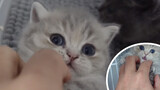 [Cat] The irresistible soft spot on a kitten