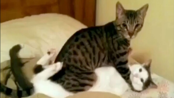 مختارات من مقاطع الفيديو الممتعة من الخارج، بعد مشاهدتها تشعر أن العالم بأكمله مليء بالبهجة! #102