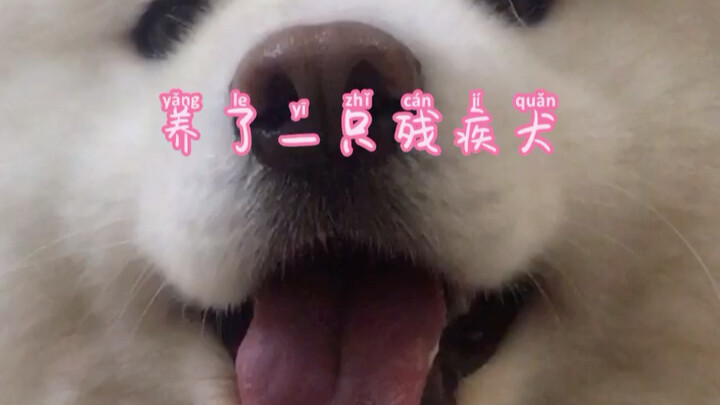 Back then, I adopted a disabled dog against my family’s wishes. Now it’s finally grown up!