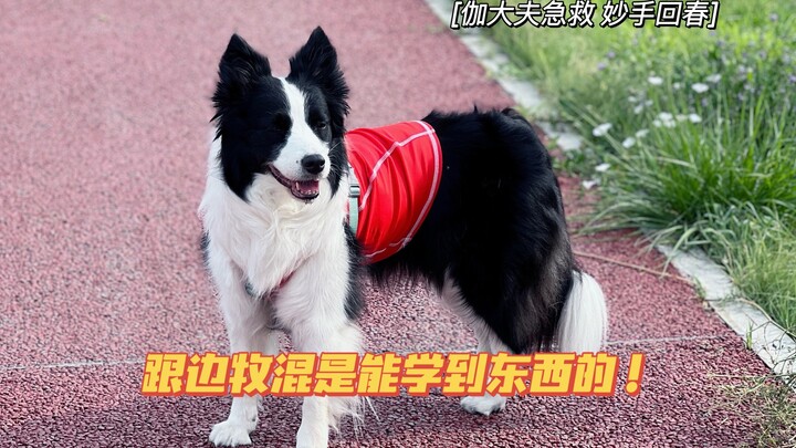 Đi theo chú chó Border Collie mà học hỏi được bao điều! Nhờ sự chỉ dẫn của bác sĩ Gia, tôi đã thuộc 