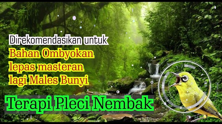 terapi pleci bikin nembak mudah di tiru langsung ngotot bunyi