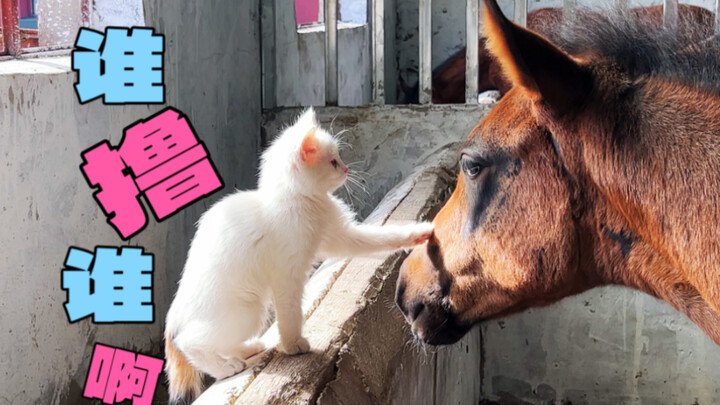What is it like to raise a kitten in a stable?