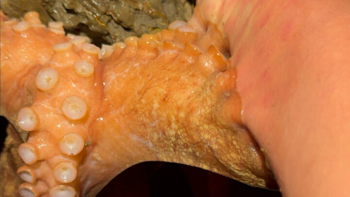 Nemu gurita besar saat cari makanan laut, langsung makan hasil tangkapan begitu saja...