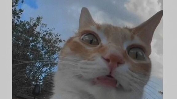 asupan pagi dengerin bocil berantem