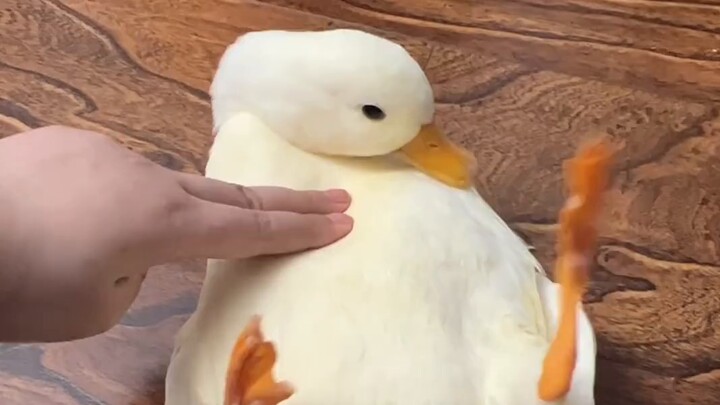 Cole duck can't turn over?