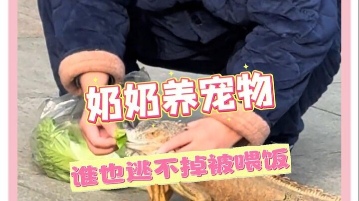 Bà nội: Nhìn con đói đến mức này #Hài hước #Tình yêu của bà nội #Giải thưởng bình luận giải trí #Nội