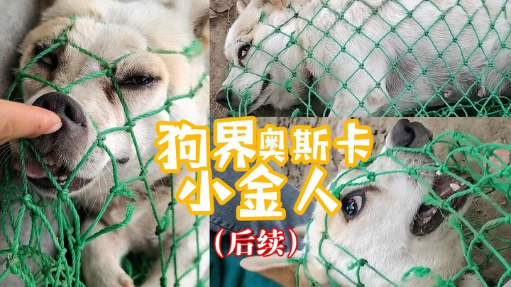 【老疯杨】演技精湛，狗界顶流明星演员，奥斯卡的后续来了！