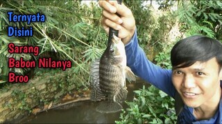 Serunya Mancing Di Selokan Bareng Subscriber - Nemu Sarang Babon Nila Broo