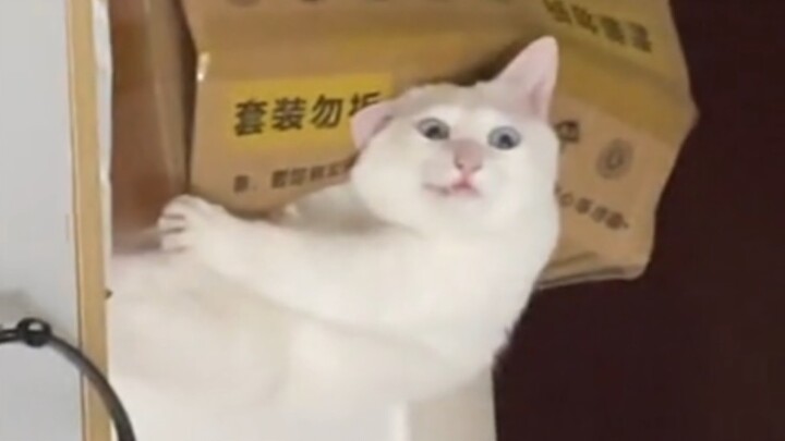 Agak punya otak, tapi nggak banyak!