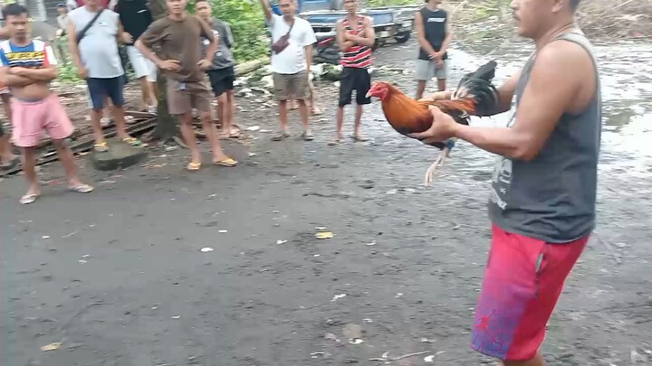 Pangalawa Panalo (Win) My Bolik 3yrs old