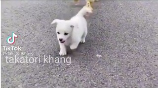 chó VN là số 1 🏆