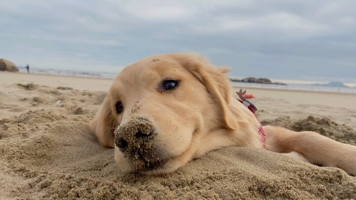 A smiling puppy. Wishing you too are treated with kindness by this world.