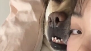 Anjing bodoh ini selalu berhasil mengocok perutku dengan lucunya!