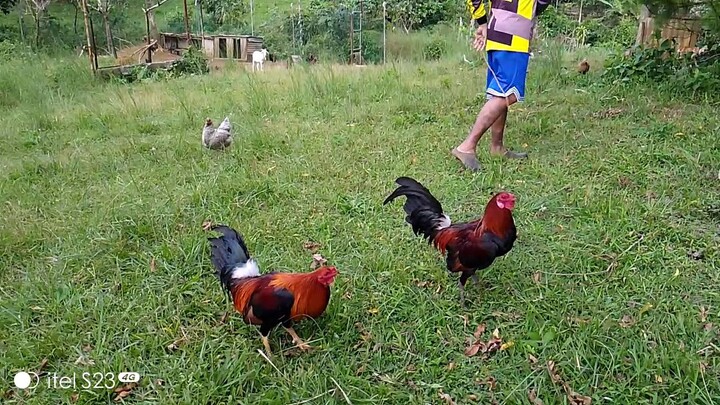 sparring muna stag vs cock