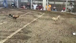 FDM Whites again, Ty suking boss...🙏