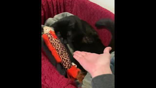 น้องแมว