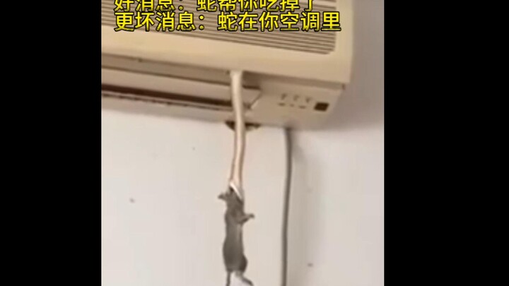 “Tin buồn: Nhà có chuột, tin vui: Rắn đã giúp bạn xử lý chúng”