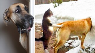 Funny Dog And Cat 😍🐶😻 Funniest Animals #194