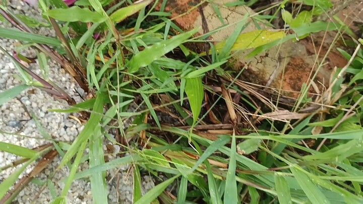 প্রকৃতির সৌন্দর্য