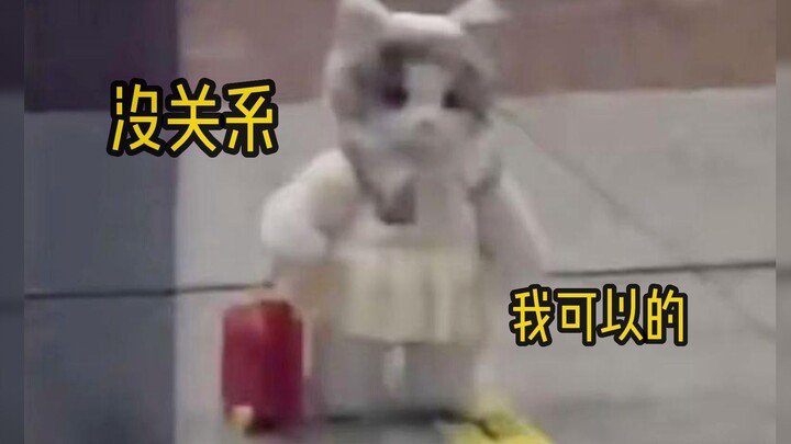 ถ้าเลี้ยงแมวแล้วไม่ได้เอามาเล่น ก็คงไร้ความหมายเลย