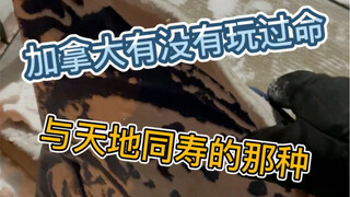 加拿大每个人都逃不过被速冻的宿命，打雪仗吗进ICU的那种