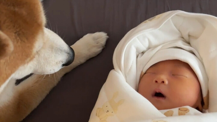 When My Dog First Met a Human Baby