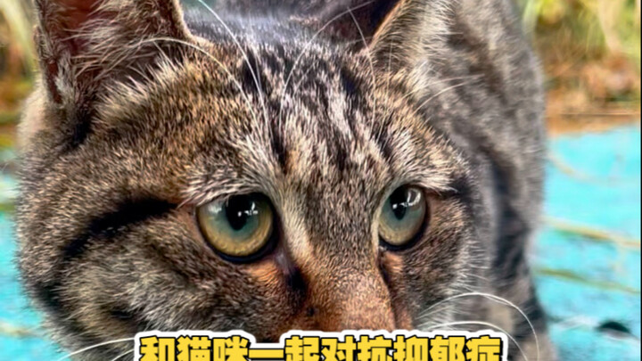 This is a cat suffering from depression. In the next few minutes, you’ll see how it developed depres