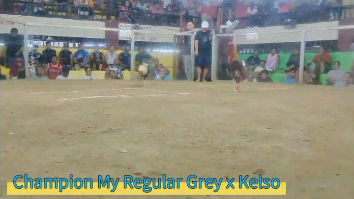 My 11months Duke Grey x Kelso Champion