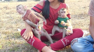 Two Tiny Baby Monkey So Happy Playing With Sister and Brother in Natural rice fields