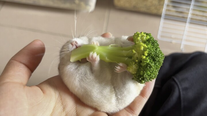 呜呜呜好可爱啊卧槽啊啊，手感段duang duang 的，毛细细的，小脚可爱可爱的，好想一口吃掉呜呜呜，嘿嘿嘿